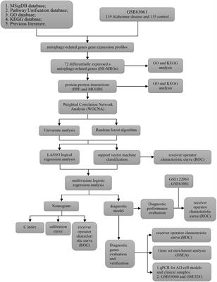 Construction and evaluation of Alzheimer’s disease diagnostic prediction model based on genes involved in mitophagy